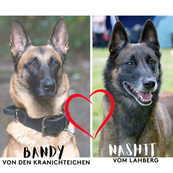 Bandy und Nashit