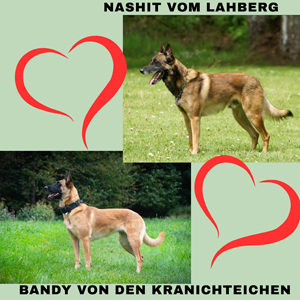 Bandy-Nashit2